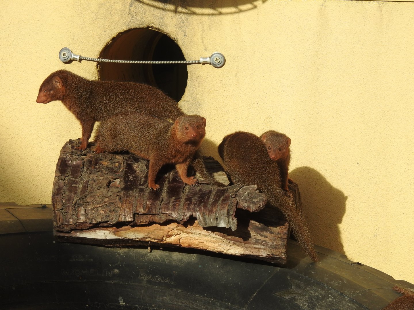 Common Dwarf Mongooses (Helogale parvula)