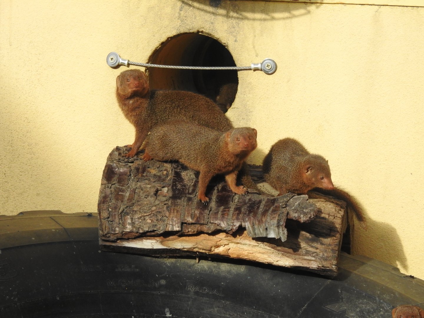 Common Dwarf Mongooses (Helogale parvula)