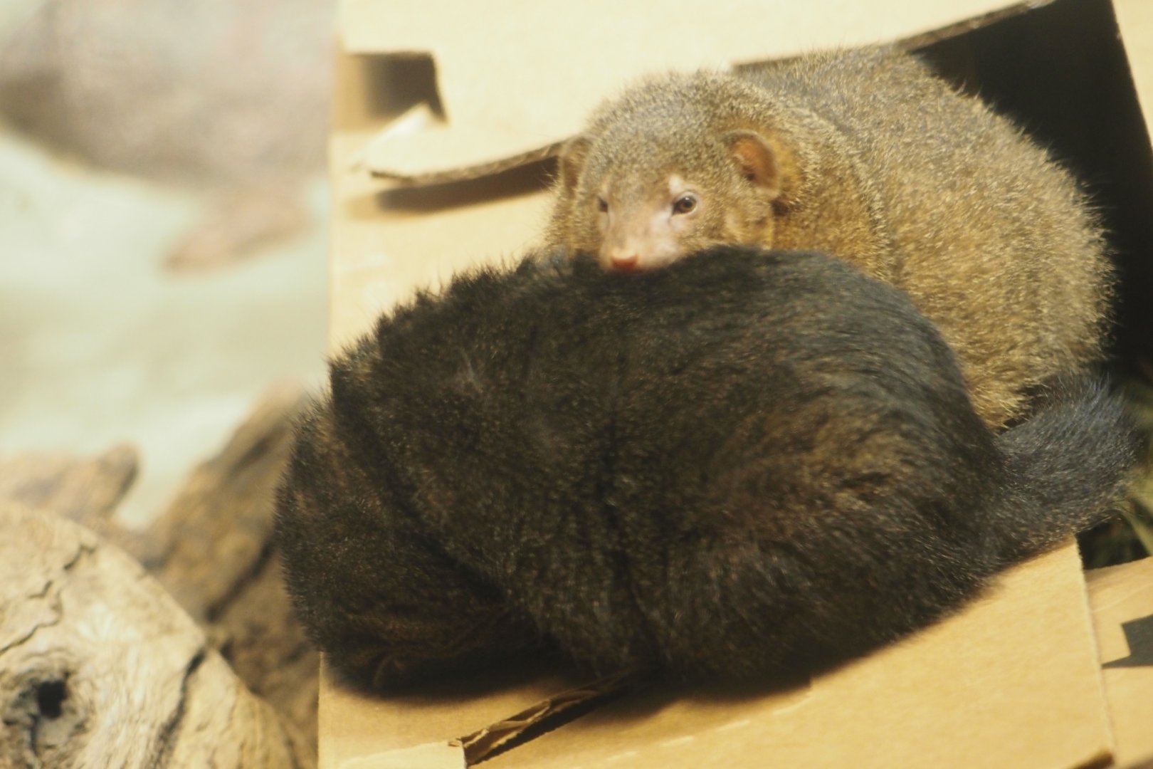 Common dwarf mongooses