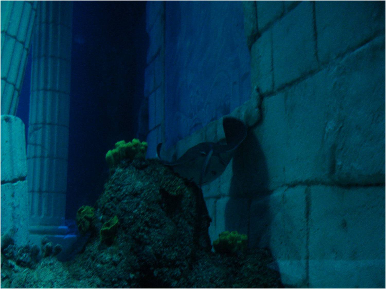 Common Eagle Ray at Sea Life Porto, 21/04/11