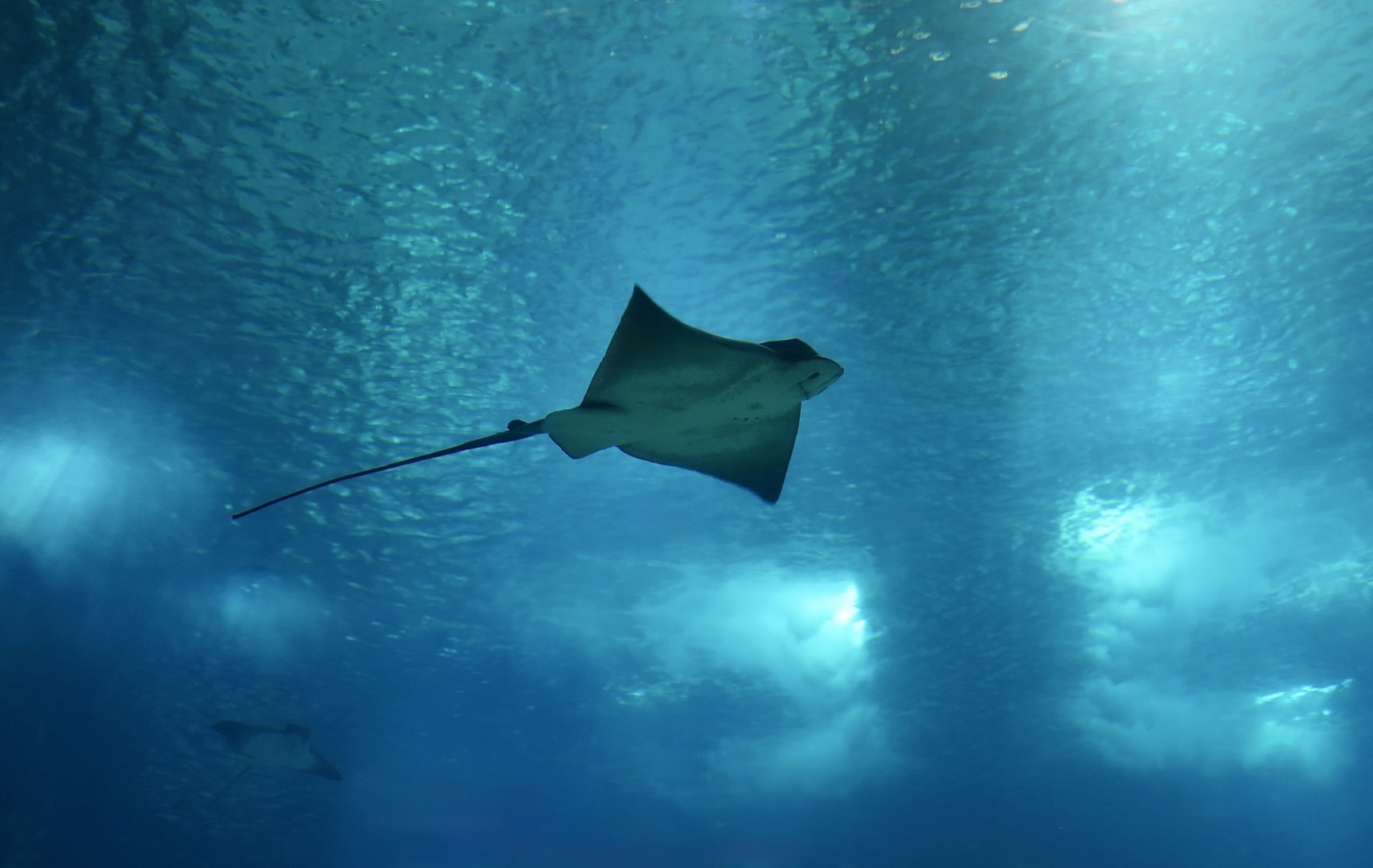 Common Eagle Ray (Myliobatis aquila)