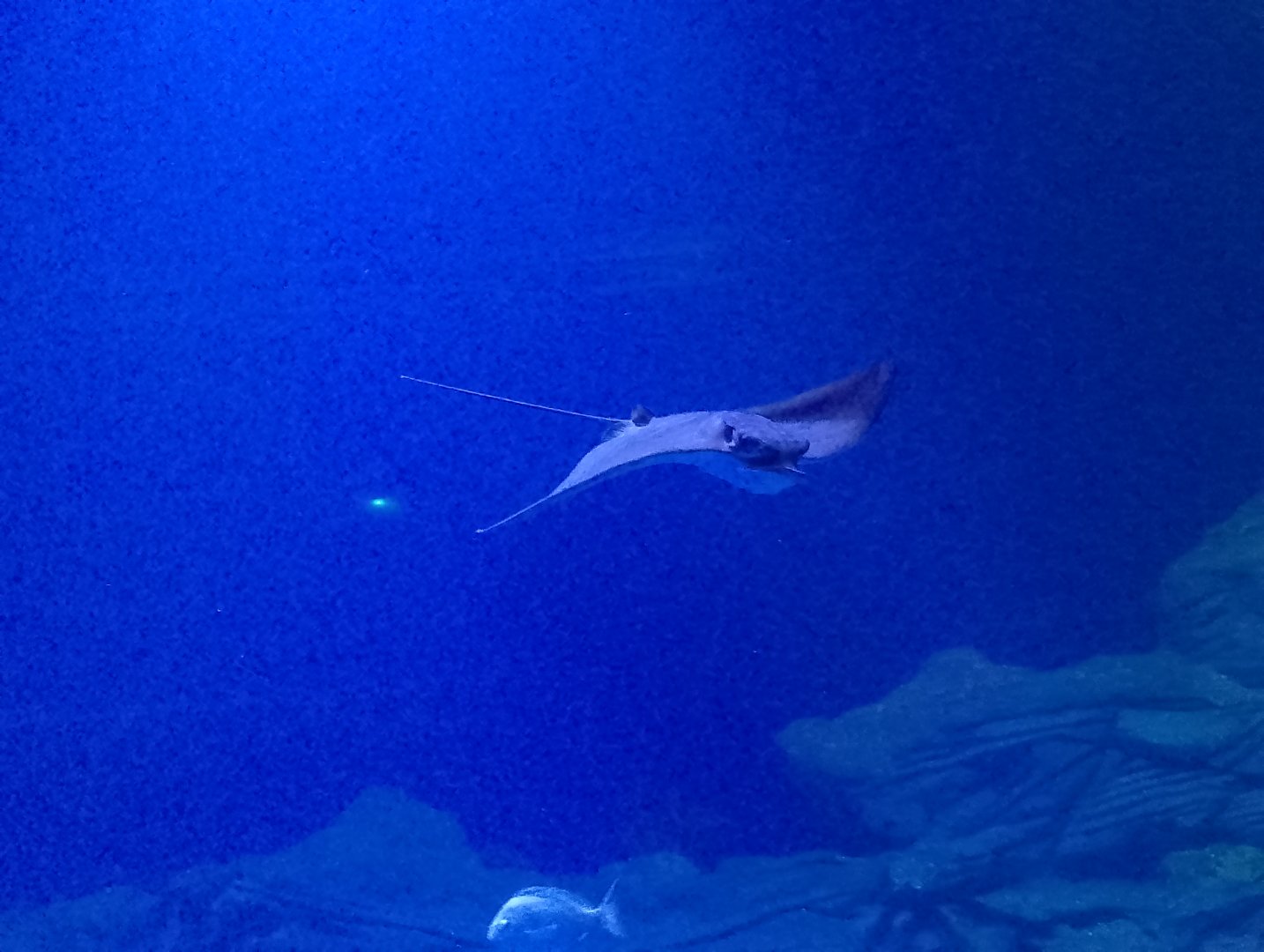 Common eagle ray