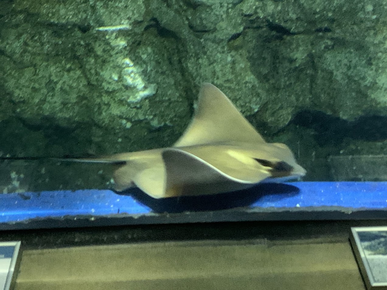 Common eagle ray