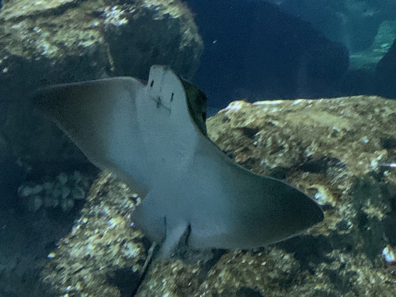 Common eagle ray