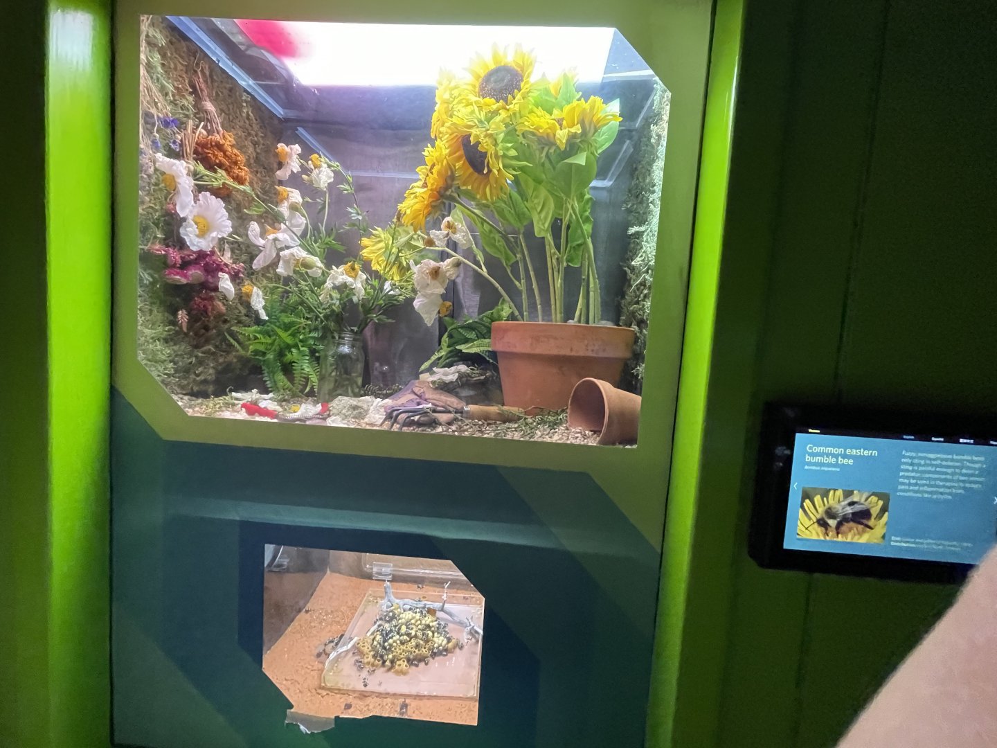 common eastern bumble bee exhibit