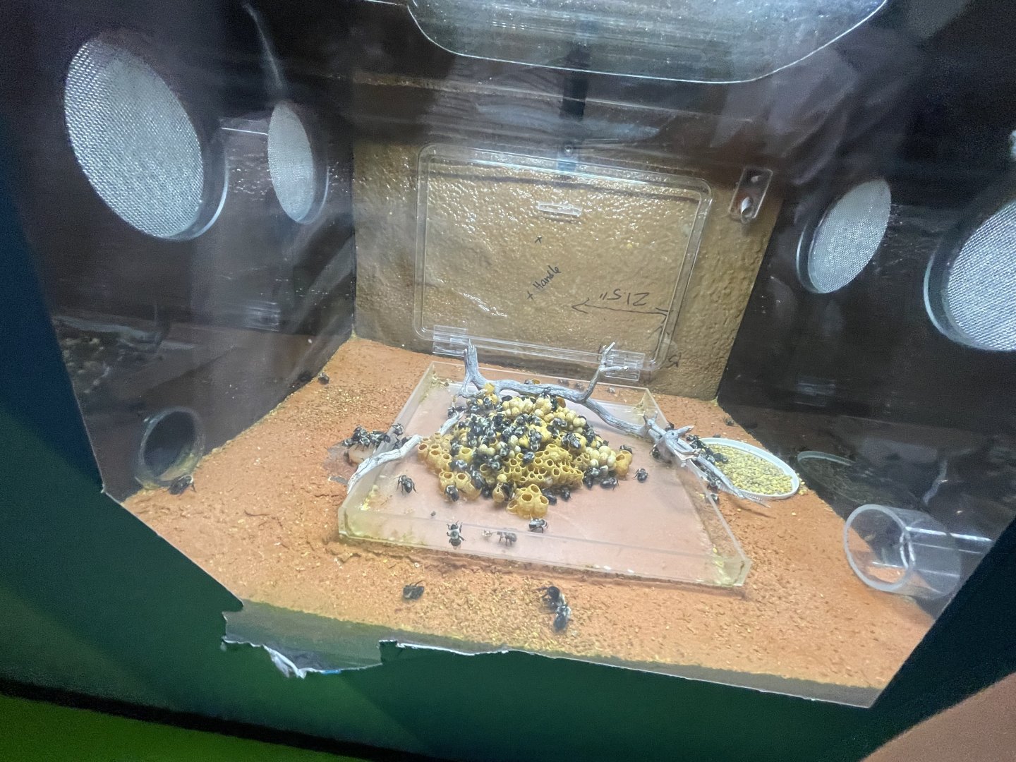 common eastern bumble bees