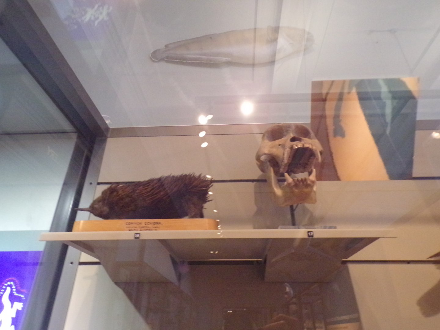 Common echidna and gorilla (?) skull (taken at Kelvingrove museum) 12.2.24