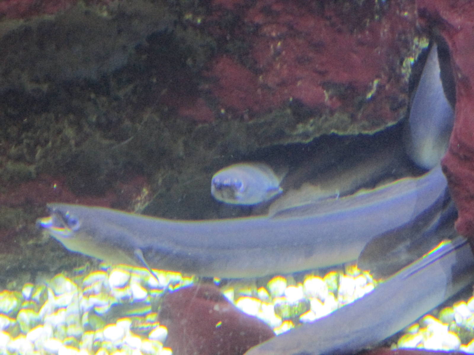 common eel barcelona aquarium