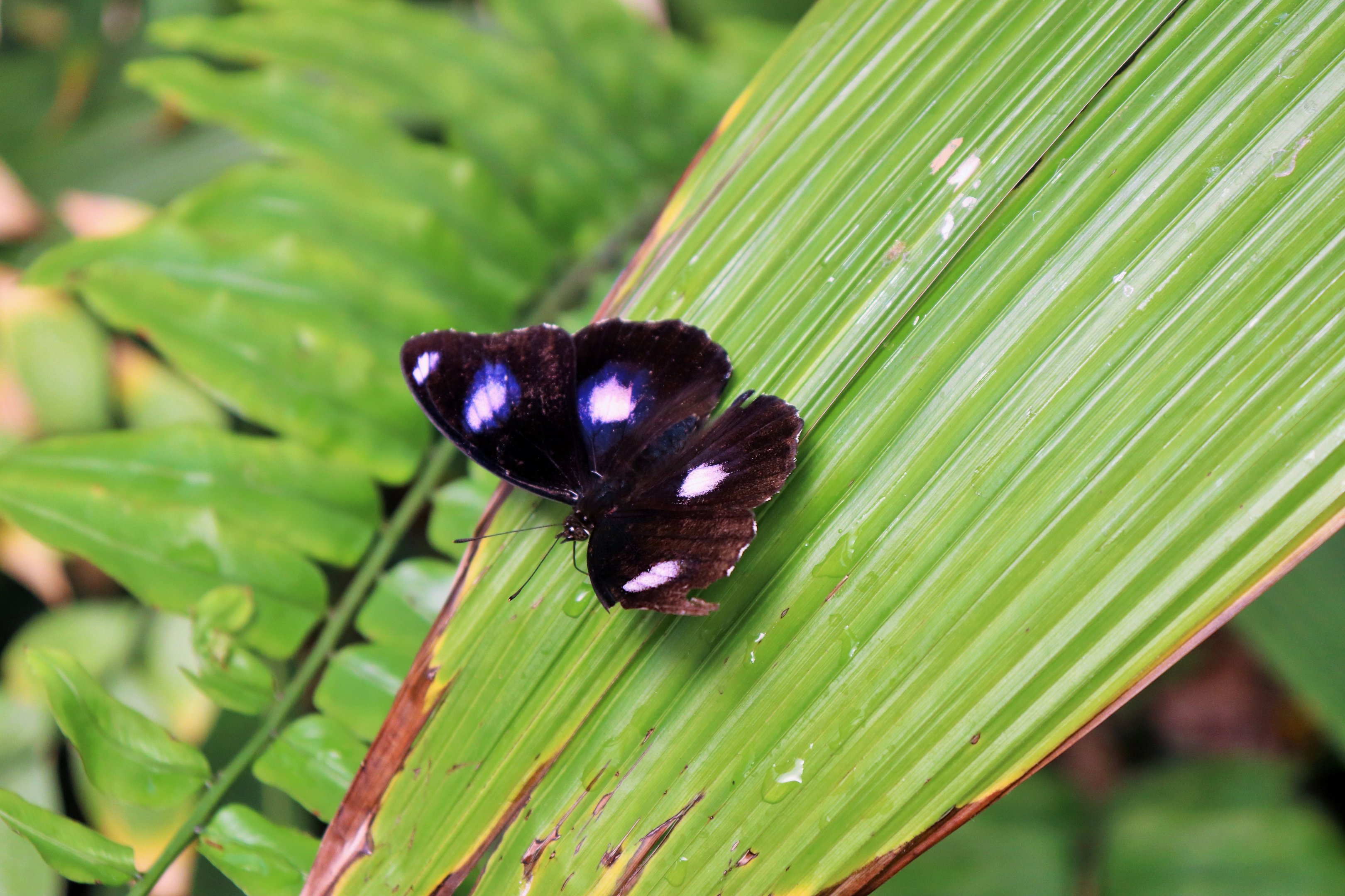 Common Eggfly (Hypolimnas bolina)
