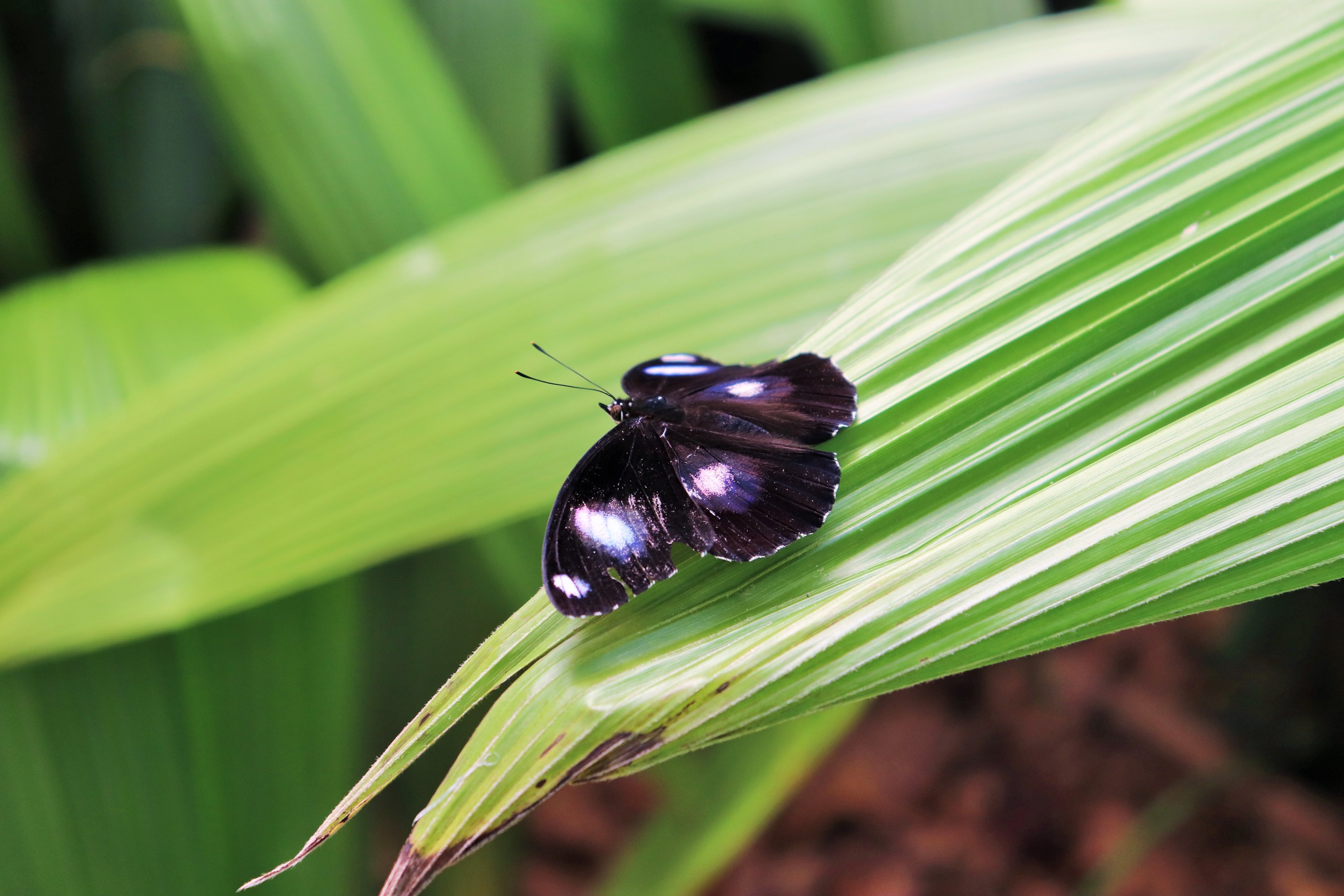 Common Eggfly (Hypolimnas bolina)