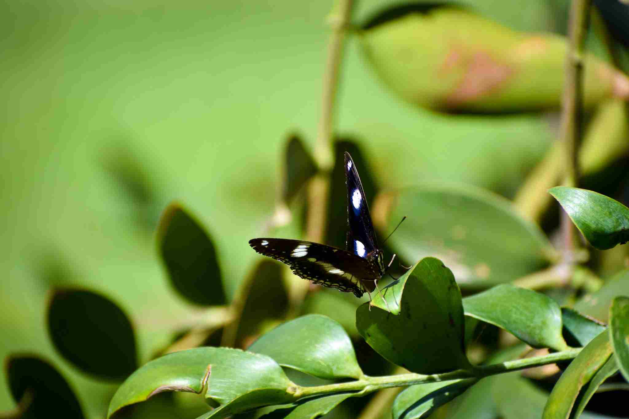 Common Eggfly (Hypolimnas bolina)