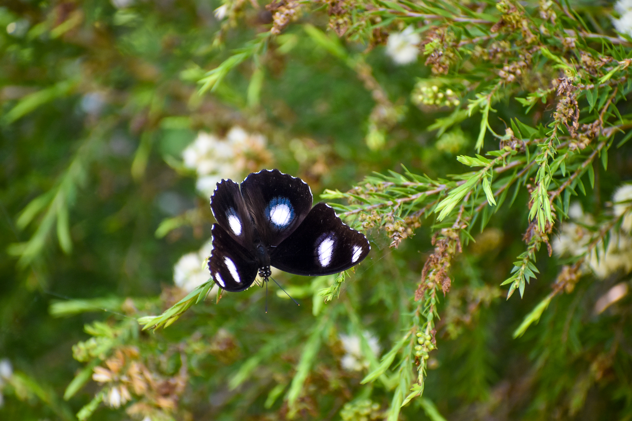 Common Eggfly (Hypolimnas bolina)