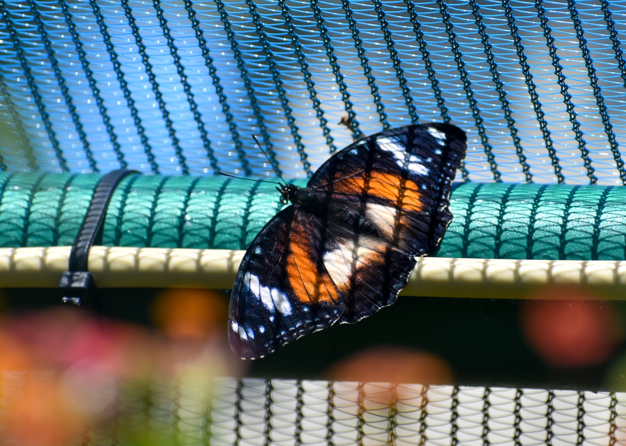 Common Eggfly, Hypolimnas bolina