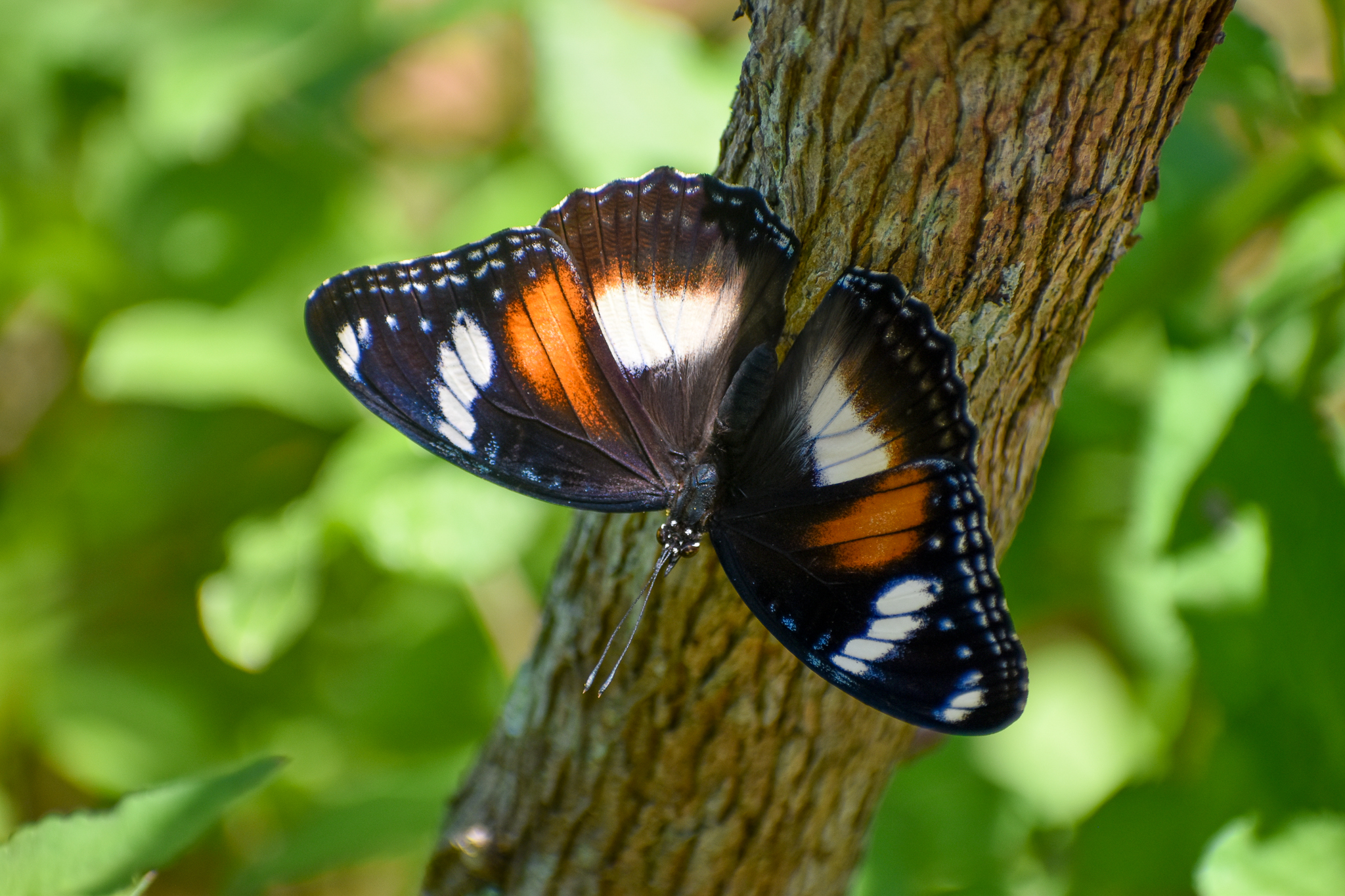 Common Eggfly, Hypolimnas bolina