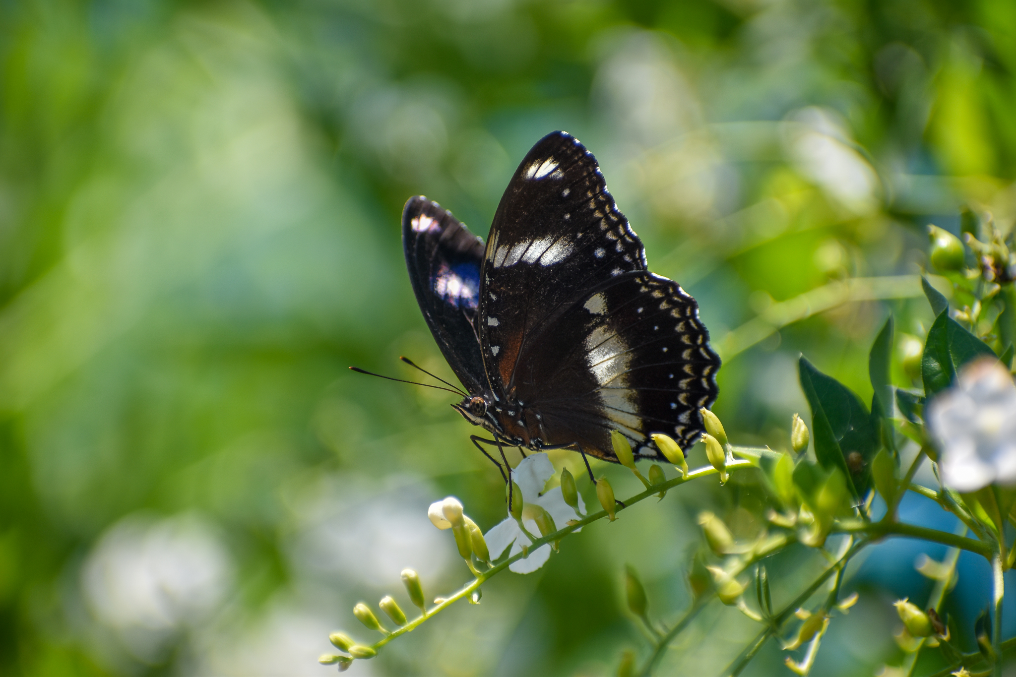 Common Eggfly, Hypolimnas bolina