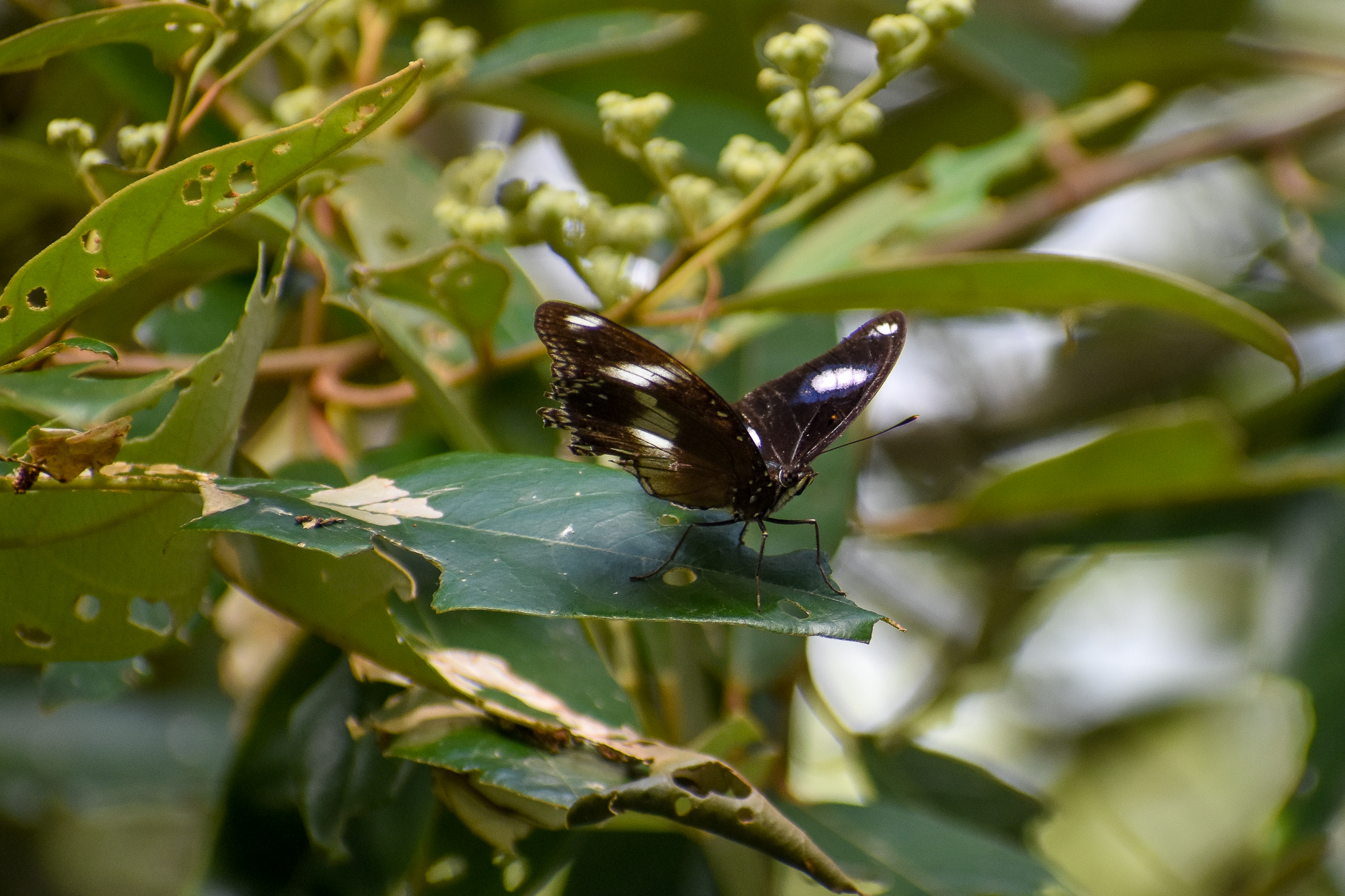 Common Eggfly