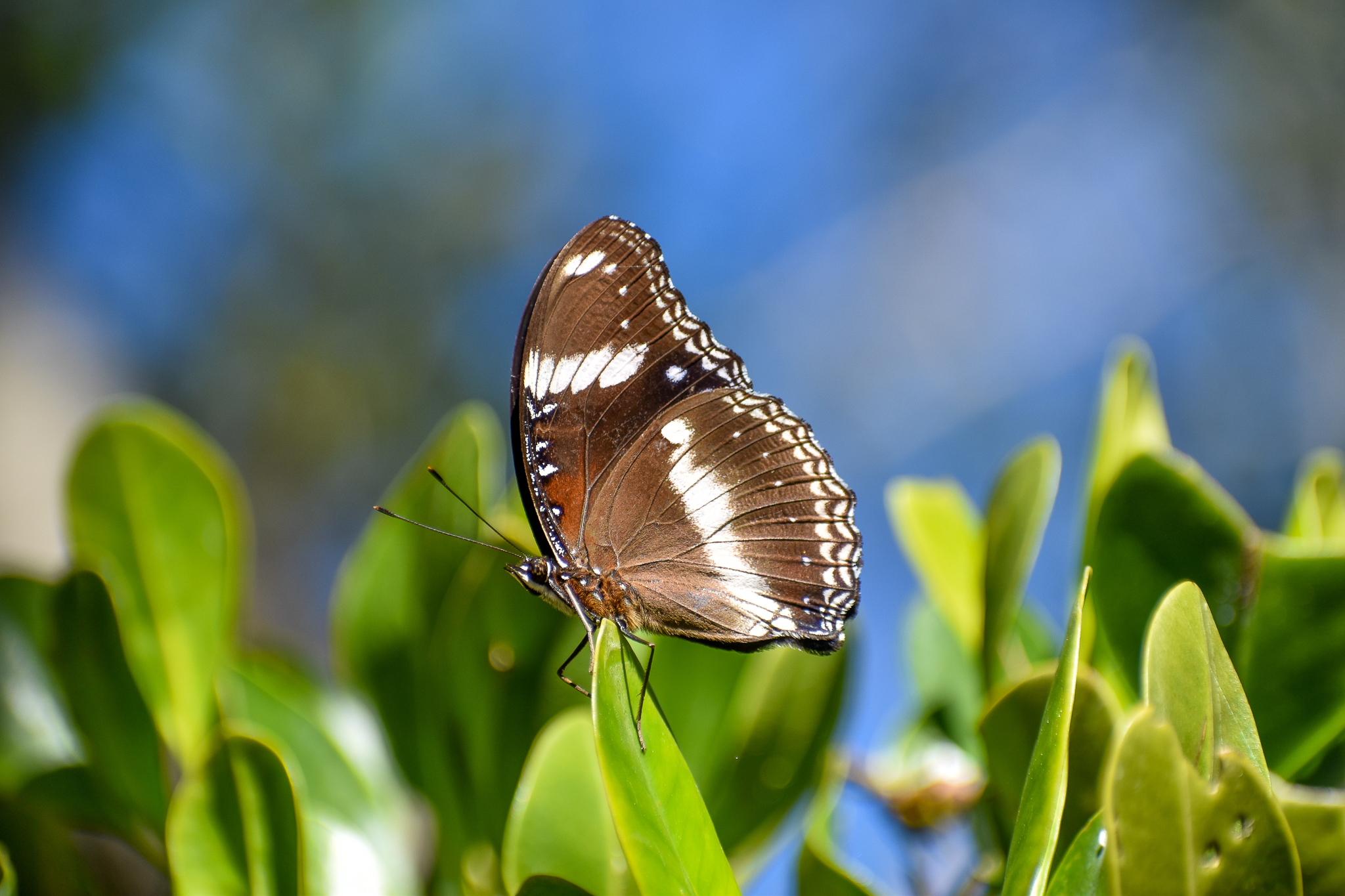 Common Eggfly