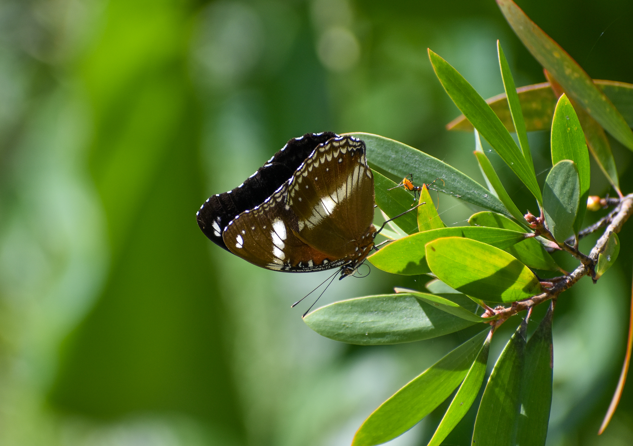 Common Eggfly