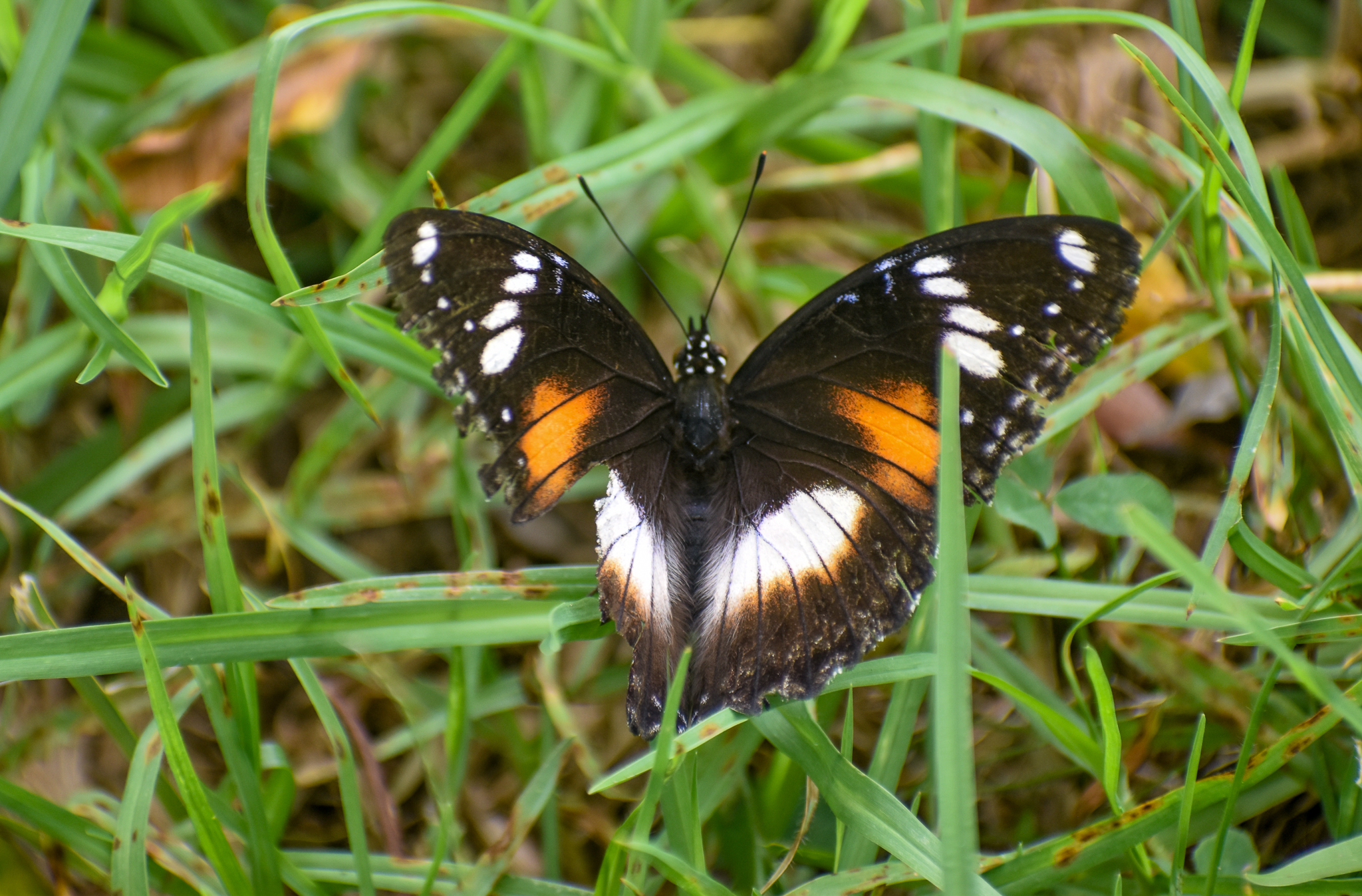 Common Eggfly