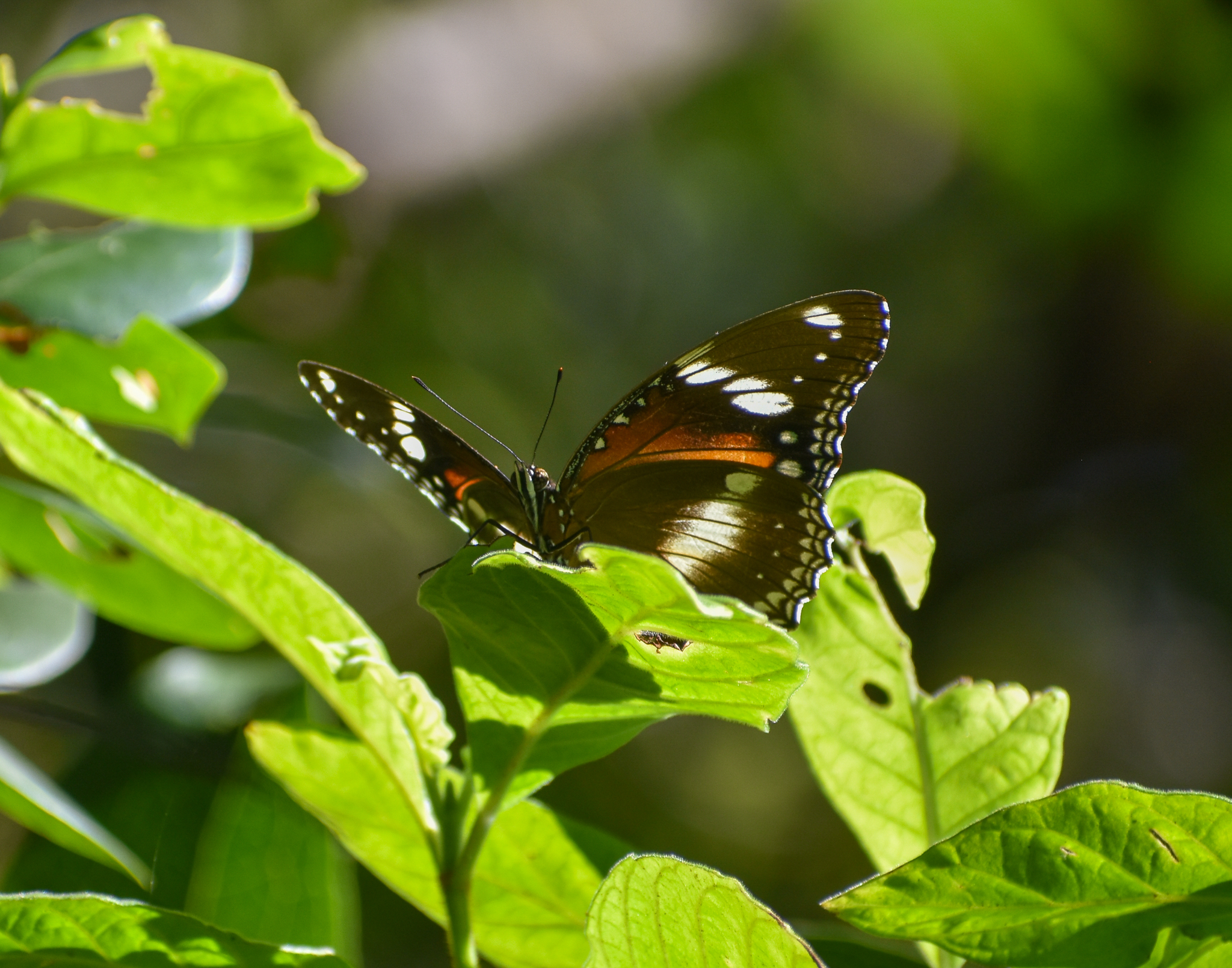 Common Eggfly