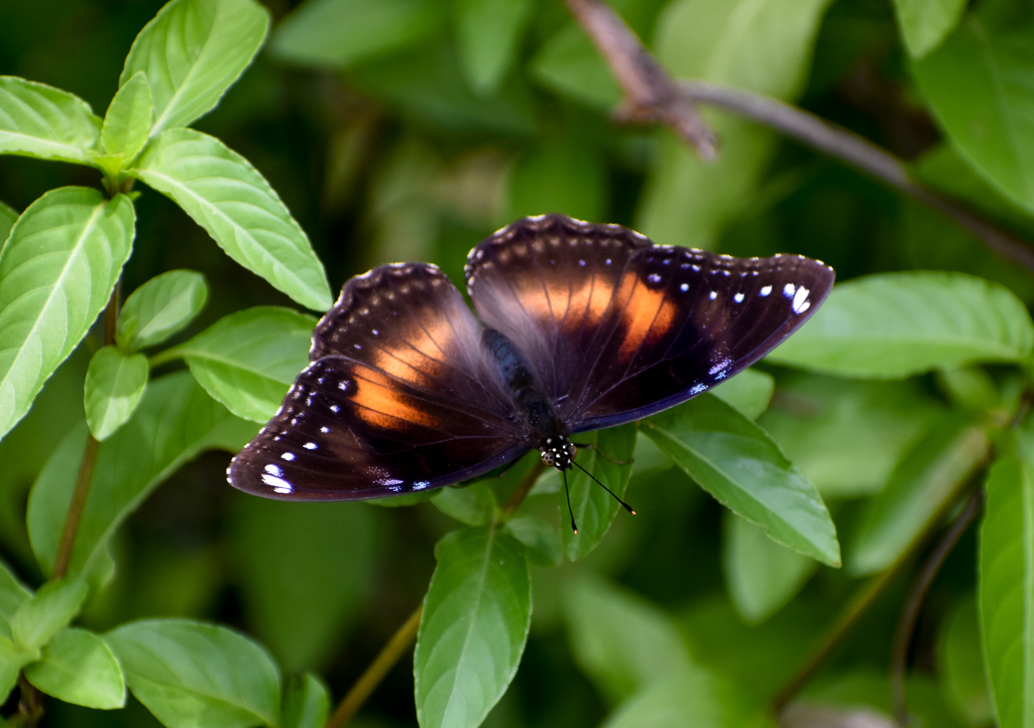 Common Eggfly