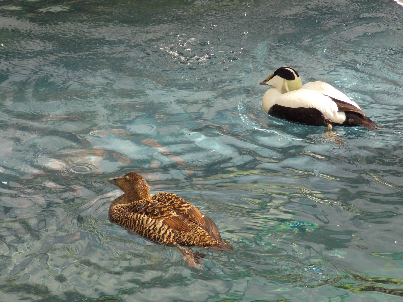 Common Eider 18/5/13
