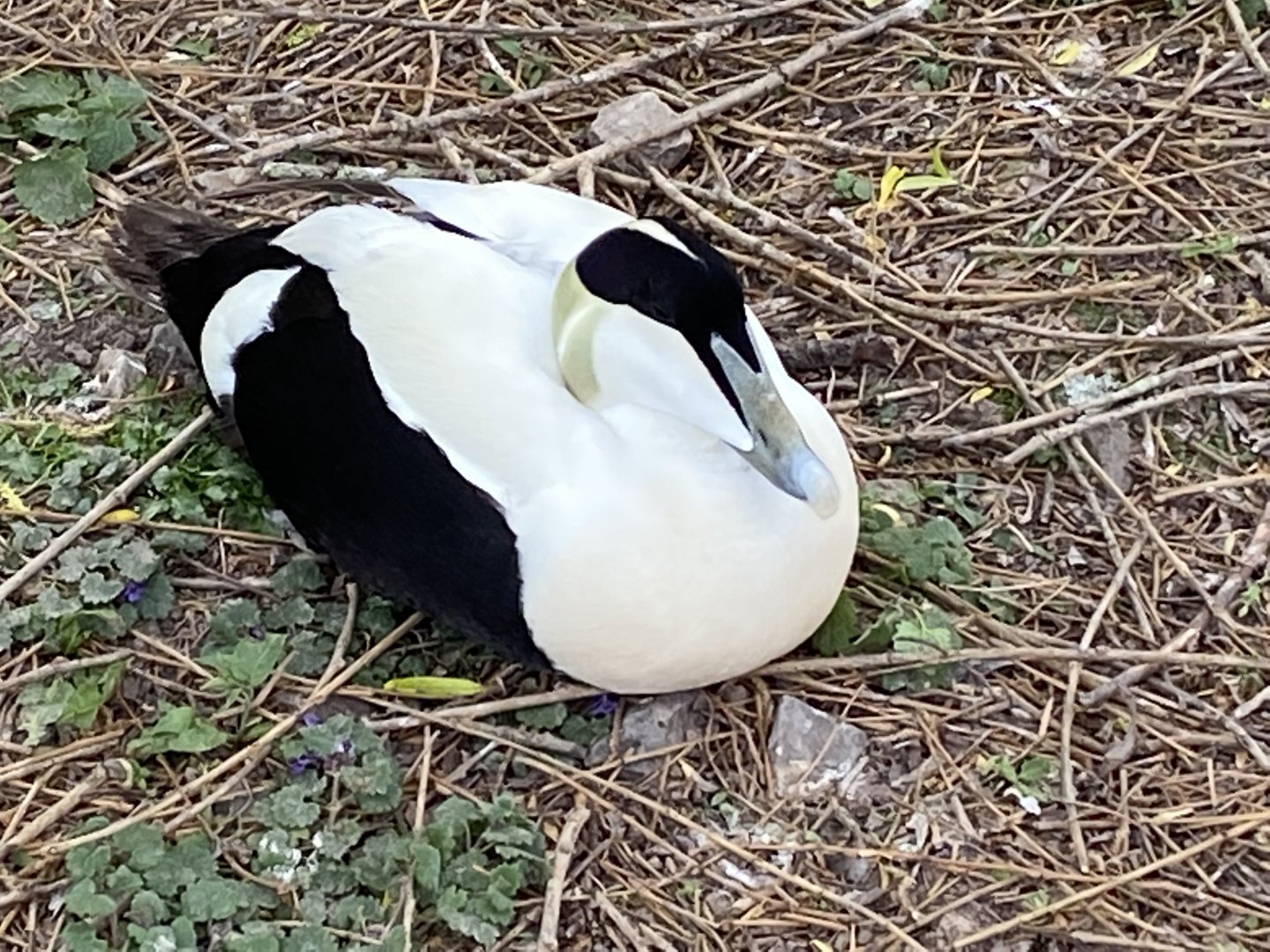 Common eider 290422