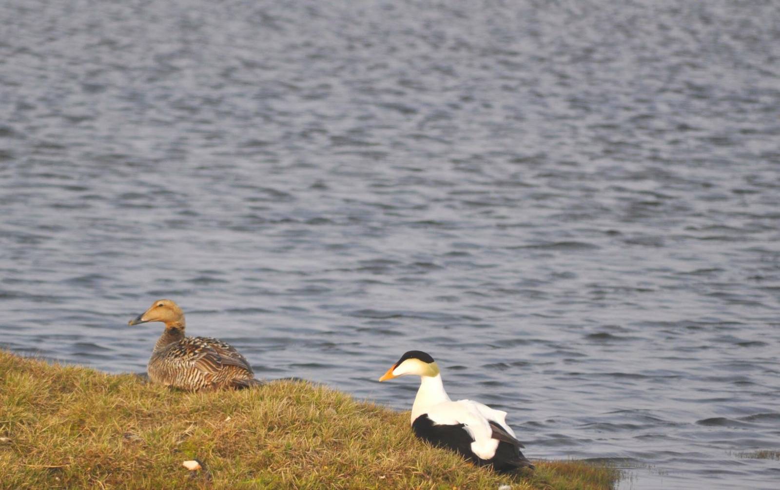 Common Eider - Alaska