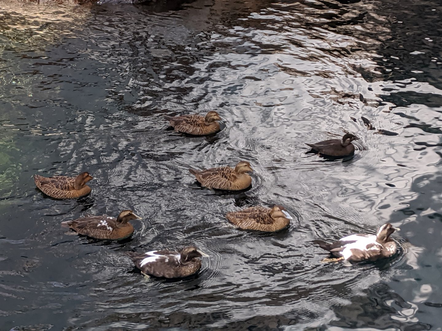 Common eider and Surf scoter - reopening 31-08-2020