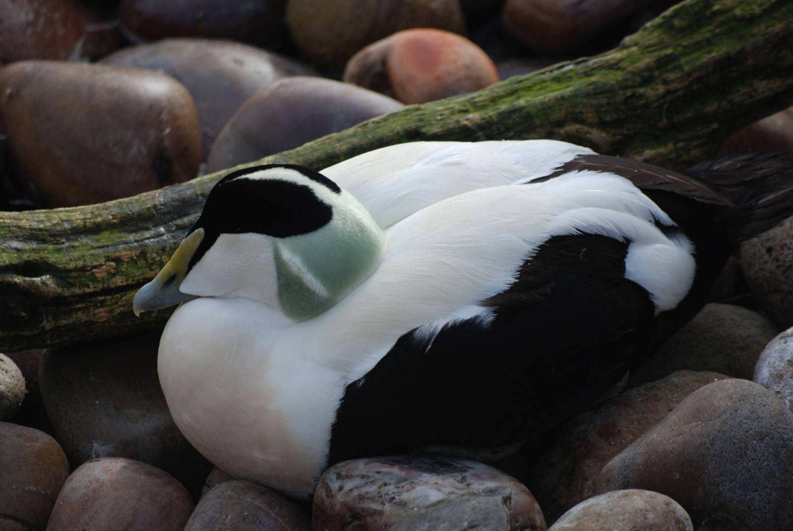 Common Eider at Bristol, 06/02/12