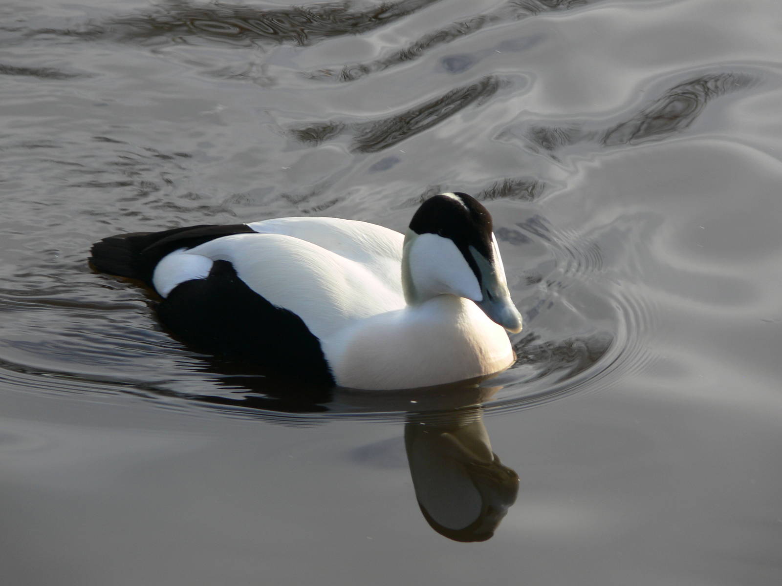 Common Eider at Martin Mere WWT 08/12/12