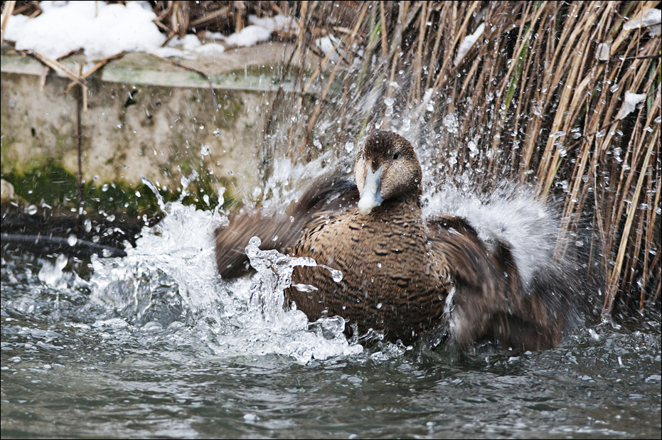 Common Eider at Münster