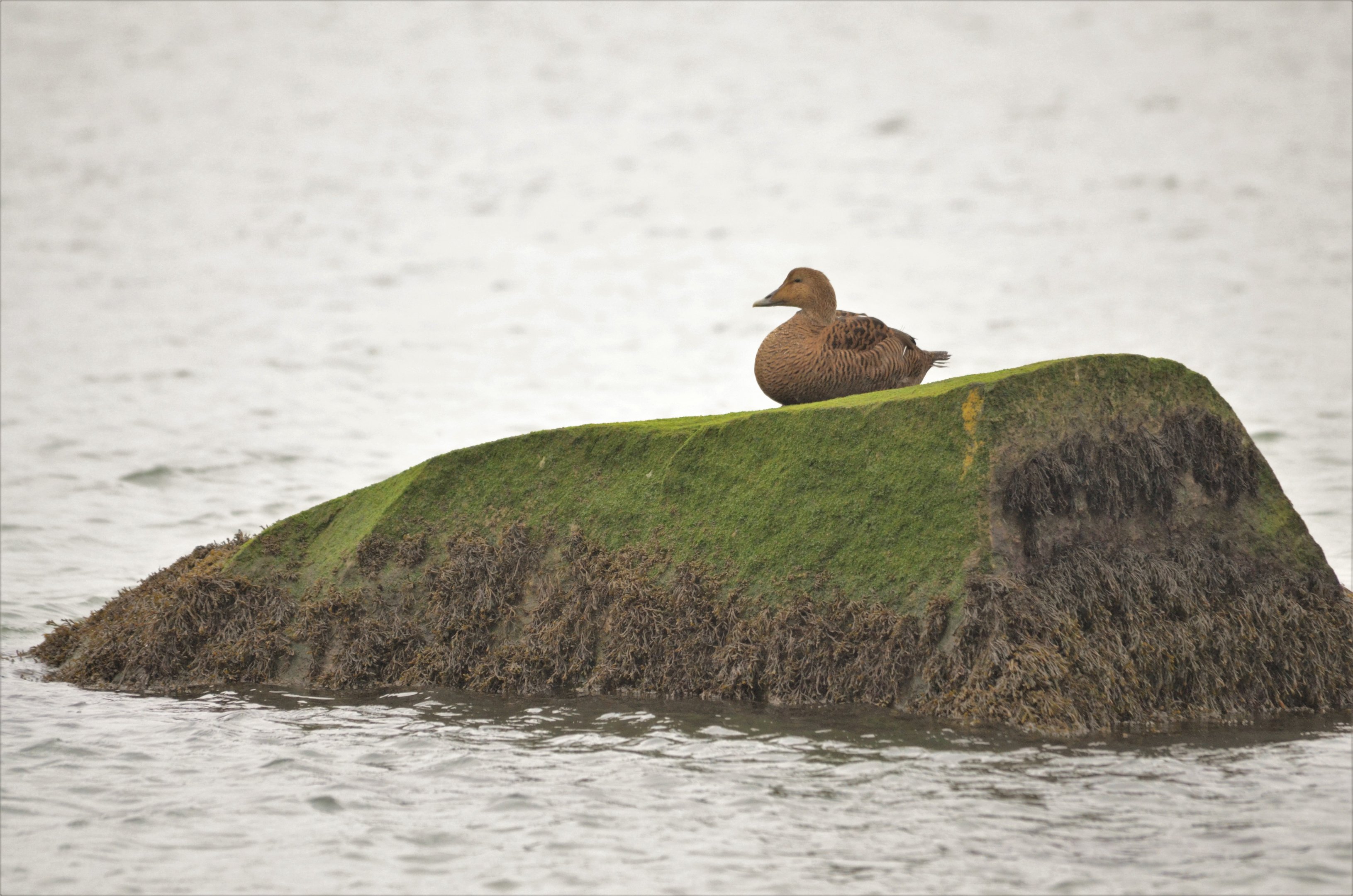 Common Eider at Spinnies/Aberogwen NR, 16/02/17