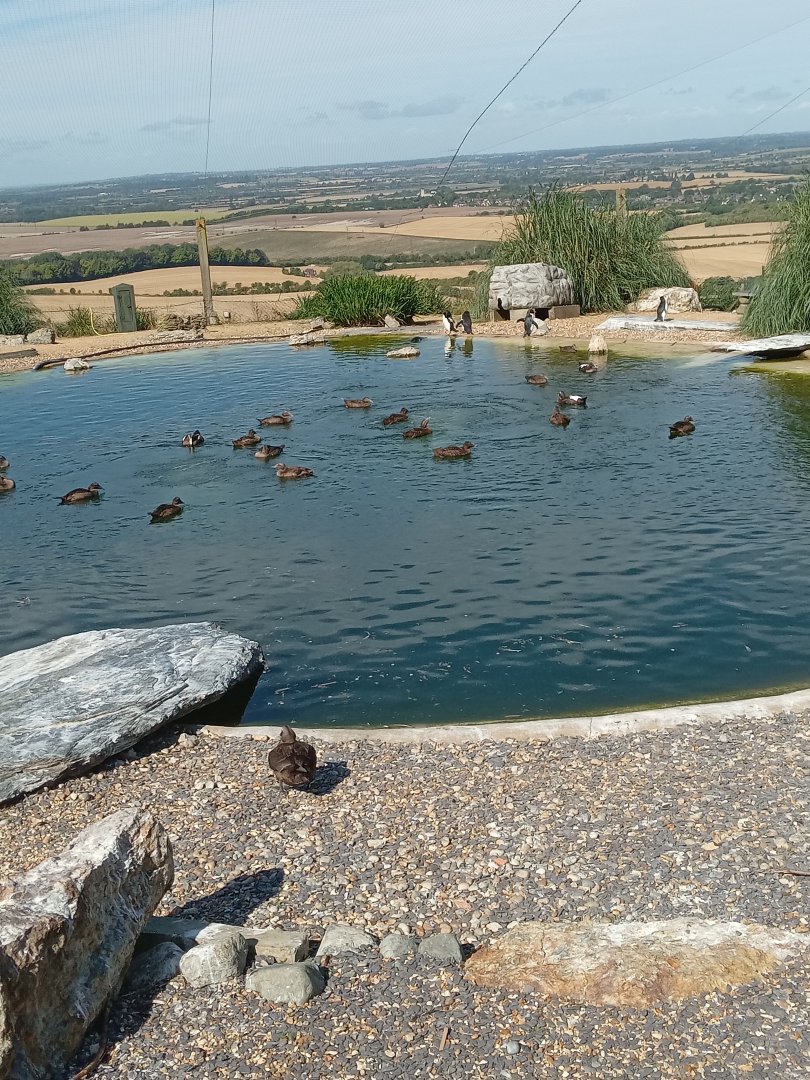 Common Eider Duck & Northern Rockhopper Penguin
