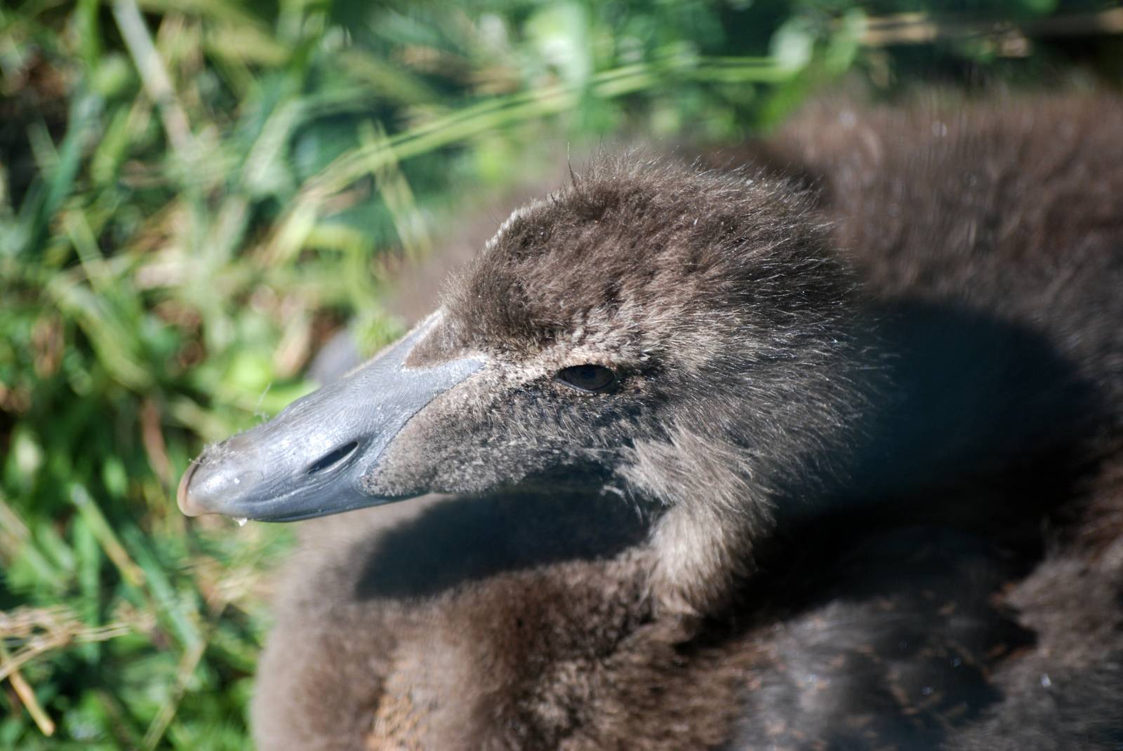 Common Eider Duckling at Blackpool, 25/07/15