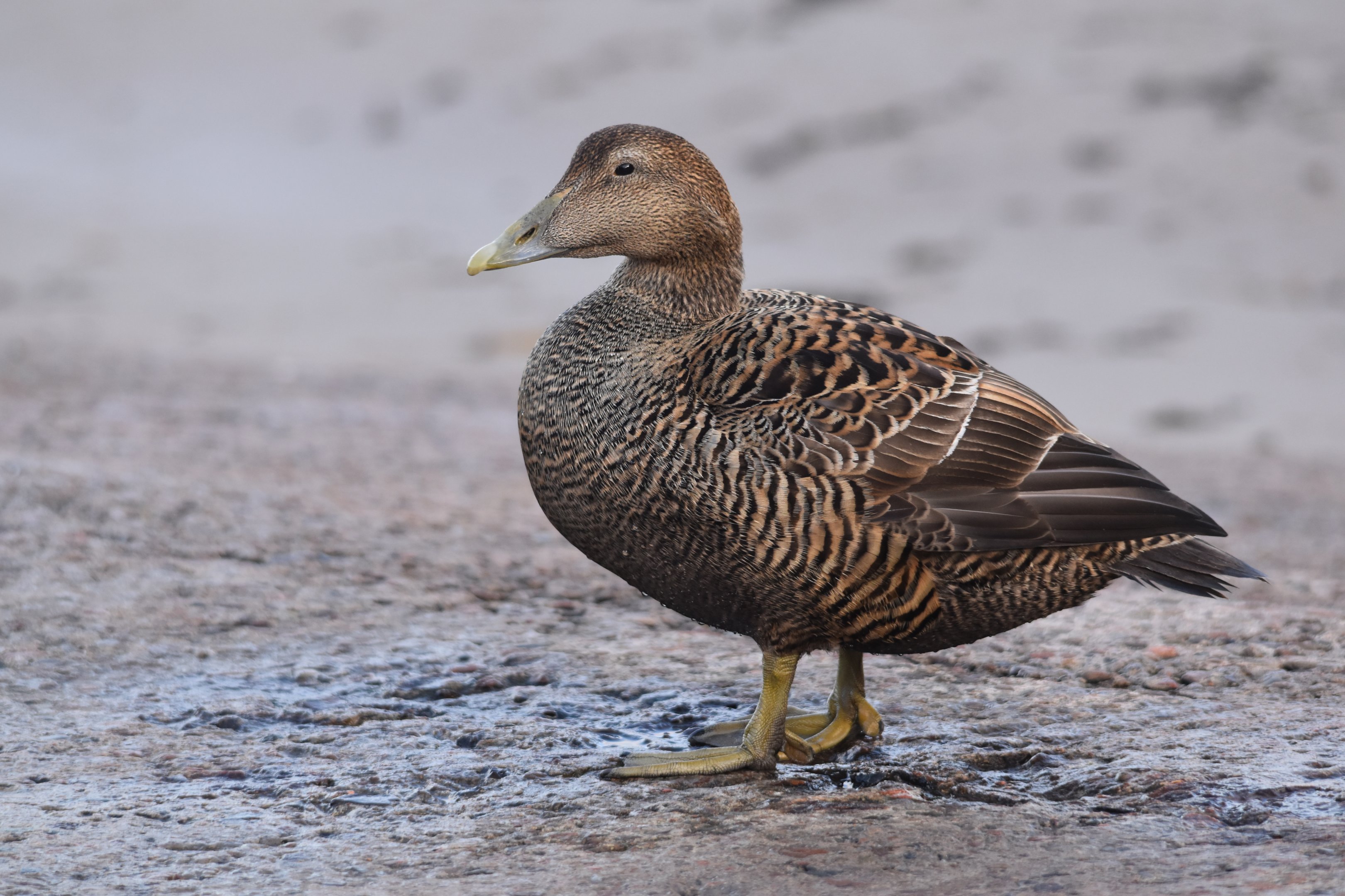 Common Eider (Female) at Seahouses Harbour, 7th April 2024