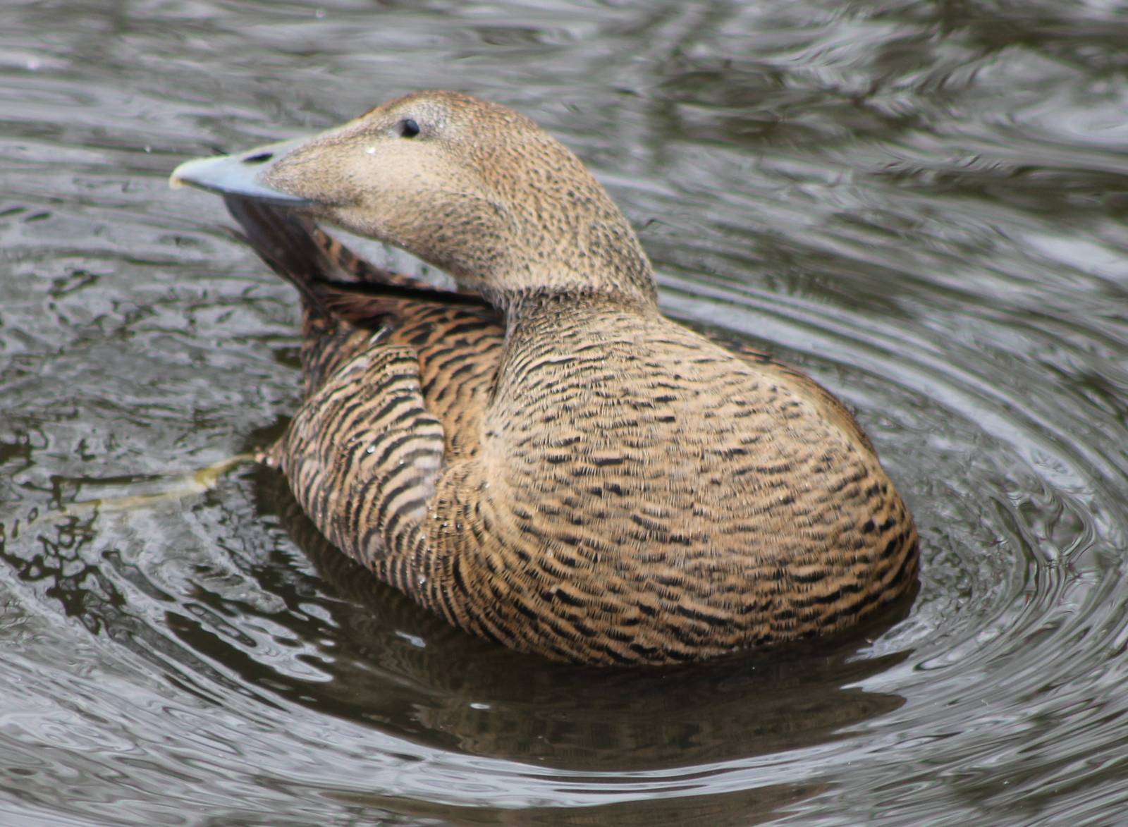Common eider female
