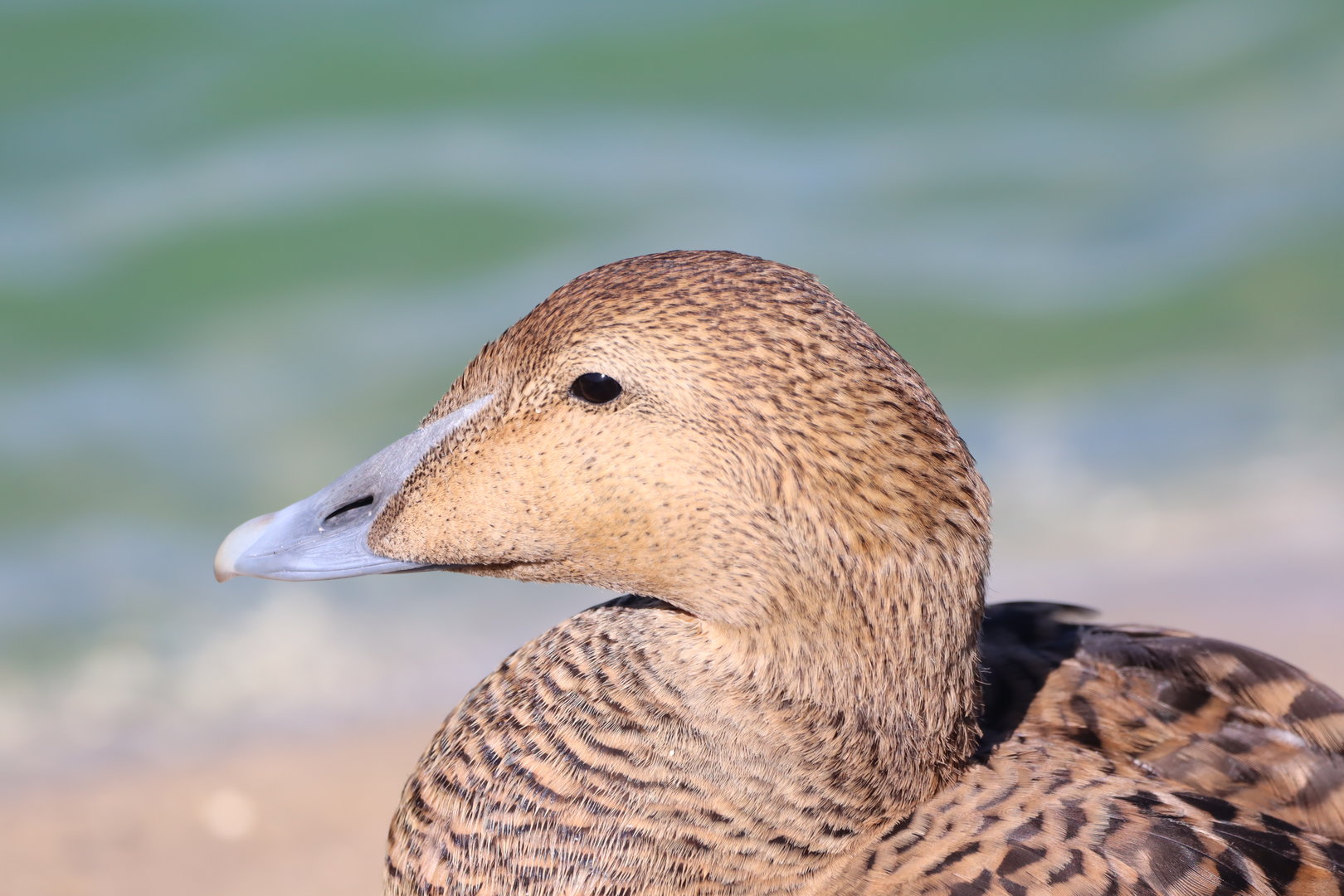 Common Eider, Female