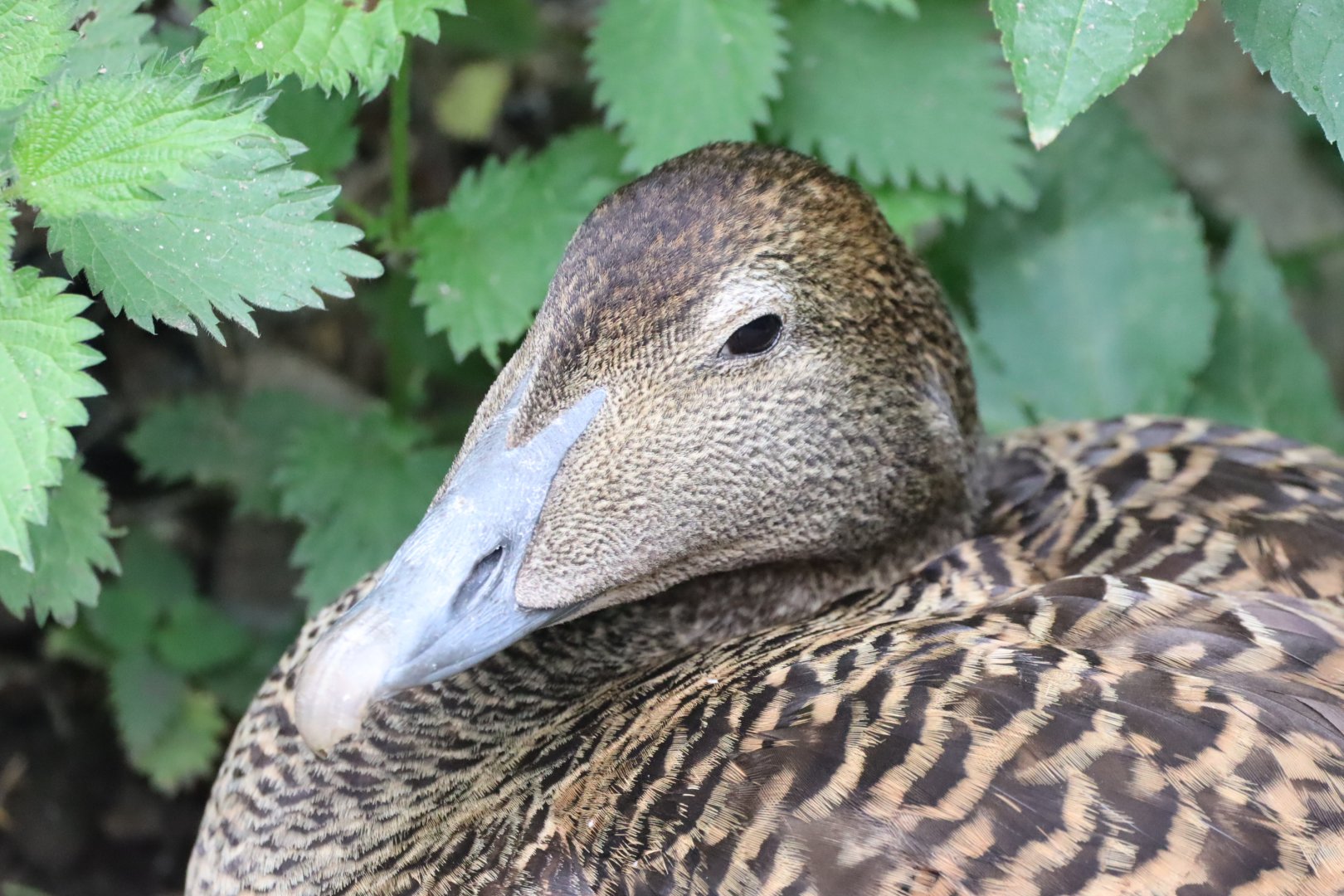 Common Eider, female