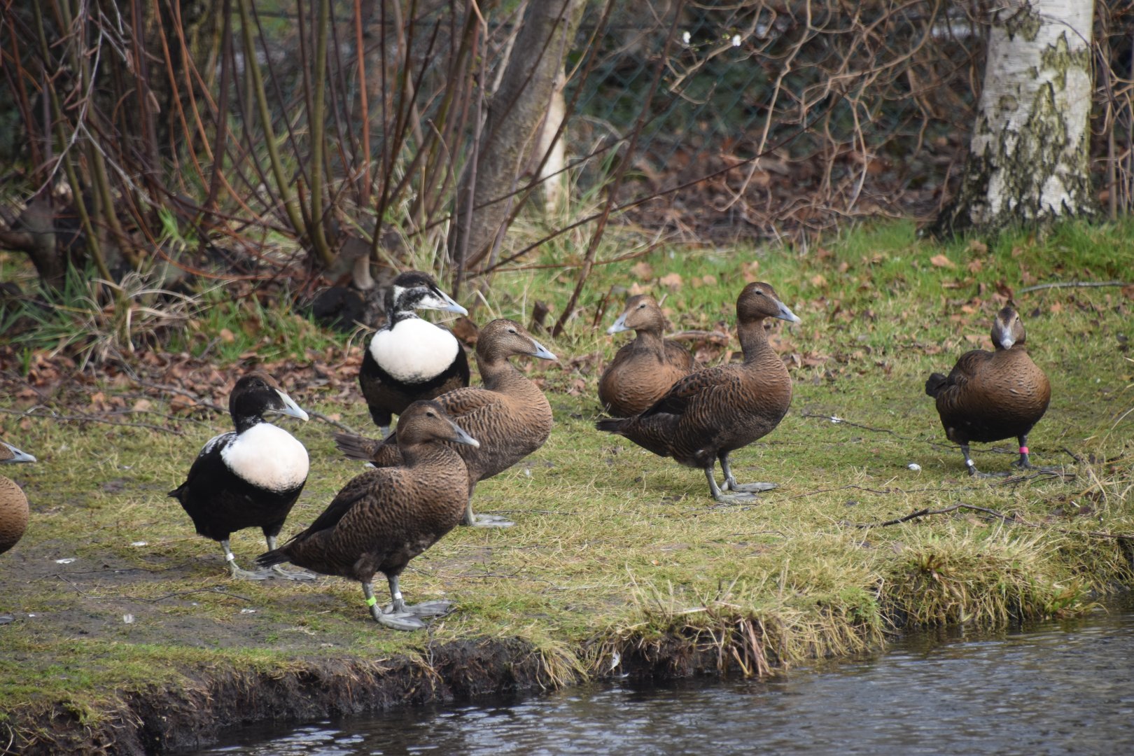 Common eider group