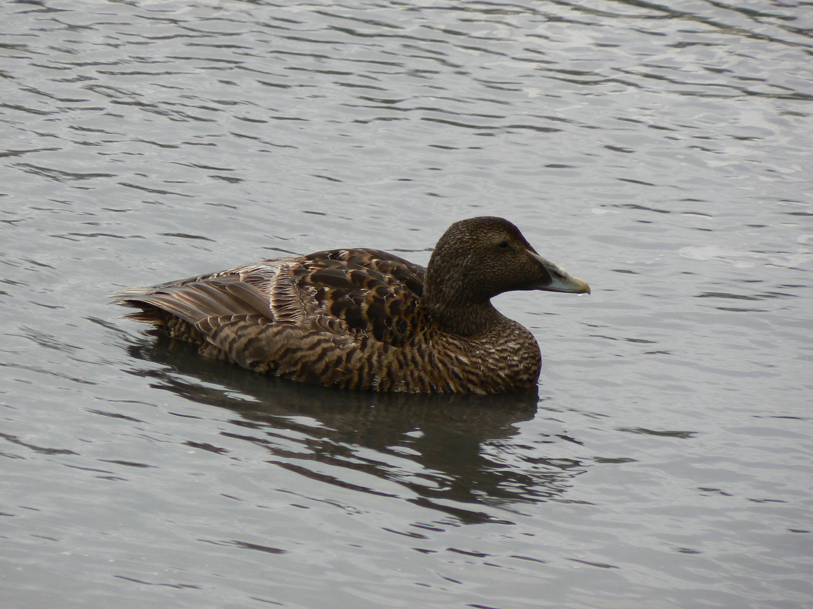 Common Eider Hen - 3 August 2016, Seahouses Harbour