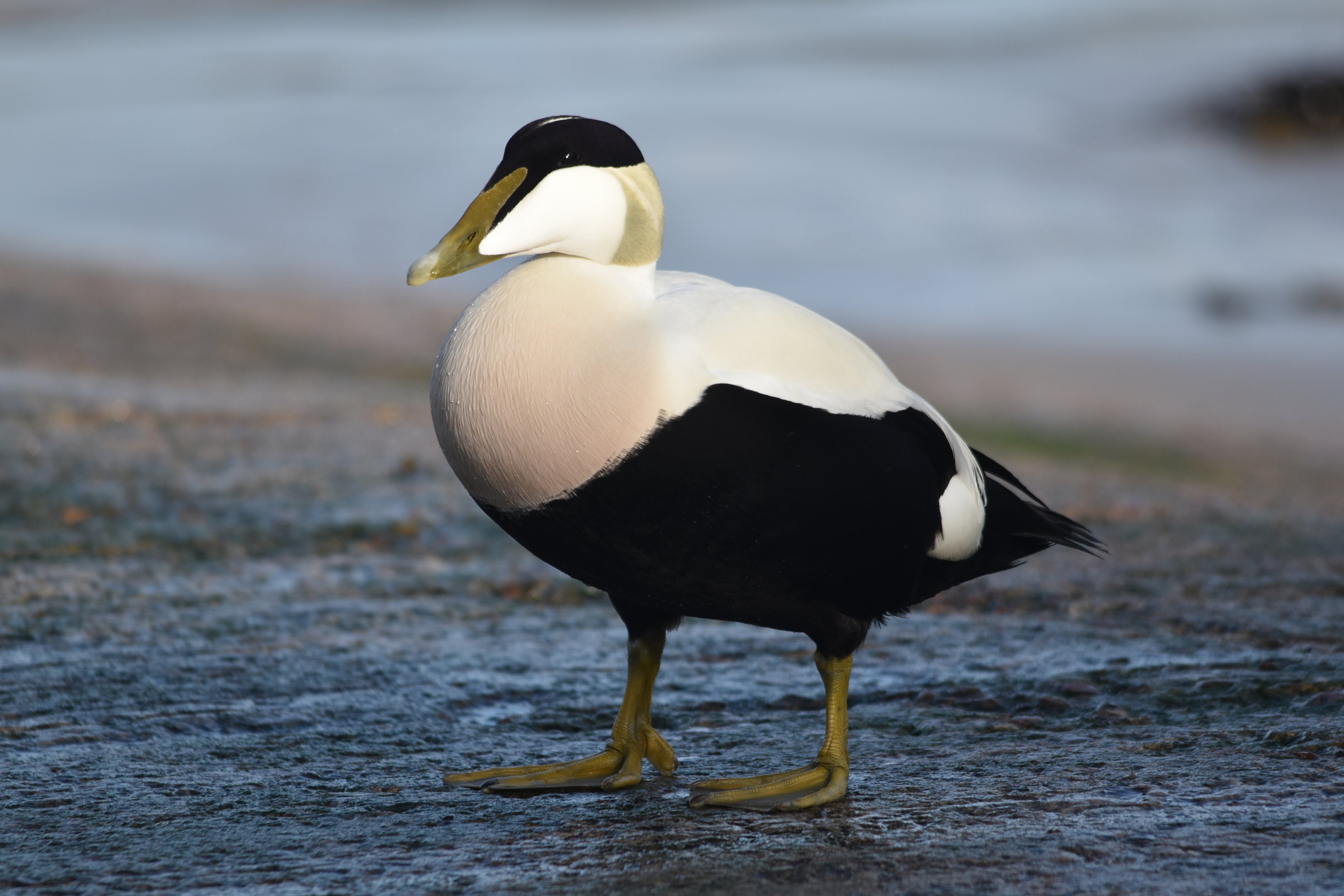 Common Eider (Male) at Seahouses Harbour, 7th April 2024