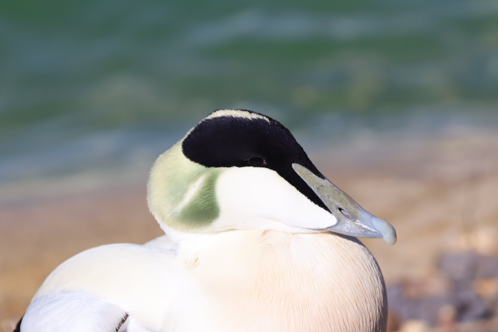 Common Eider, Male