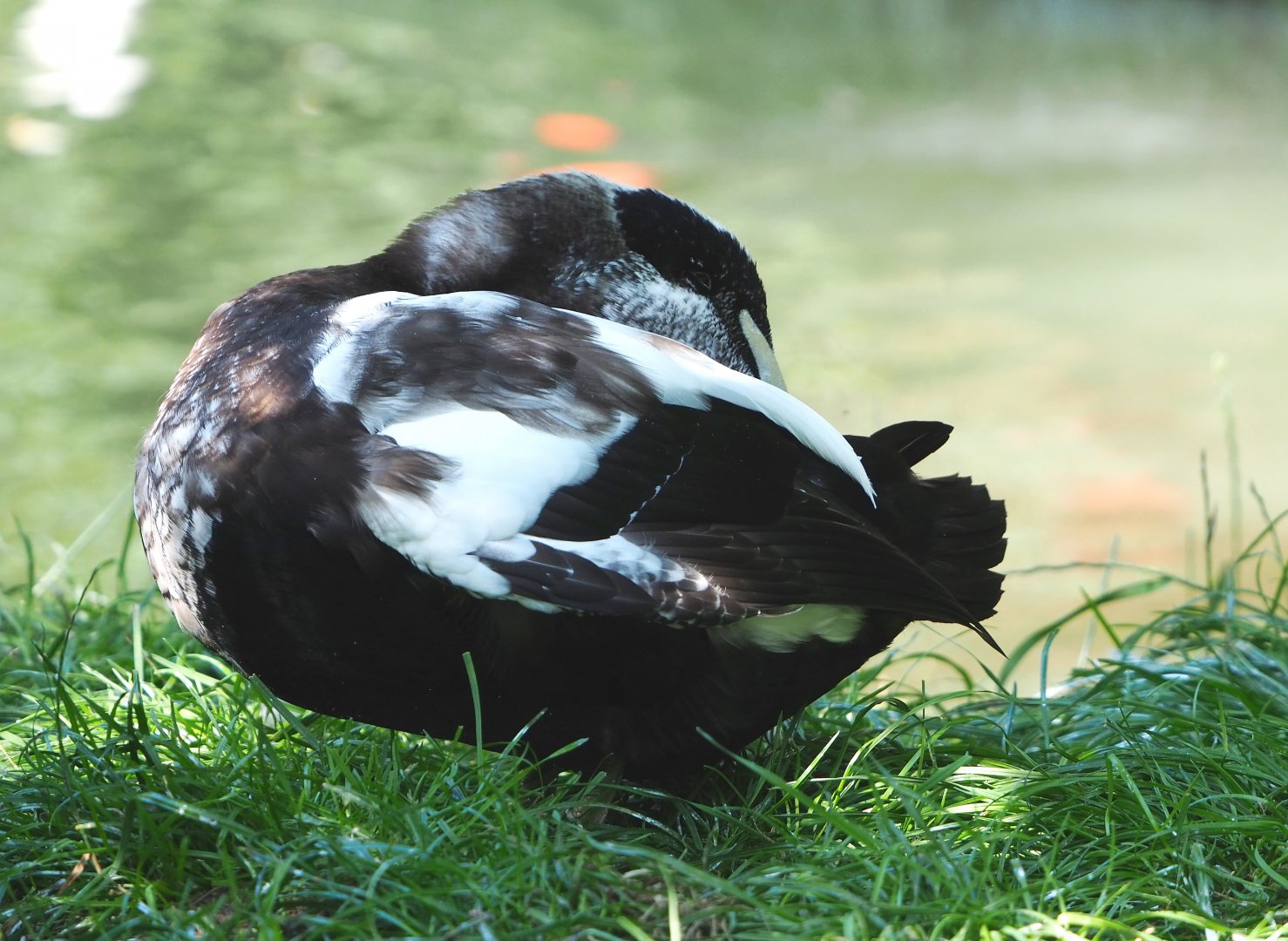 Common eider (Somateria mollissima mollissima), drake in eclipse plumage, 2021-09-02