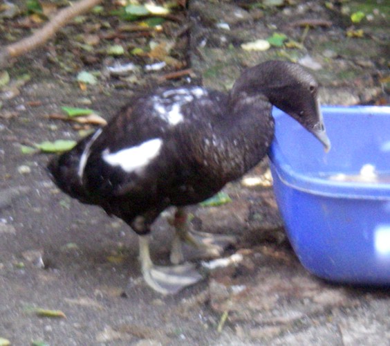 Common Eider (Somateria mollissima)