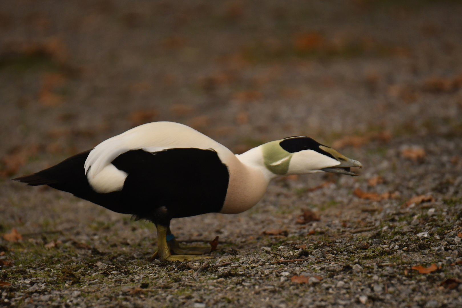 Common Eider (Somateria mollissima)