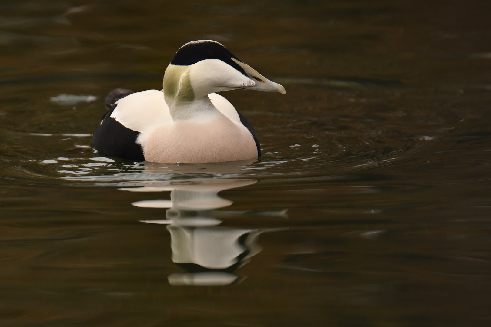 Common Eider (Somateria mollissima)
