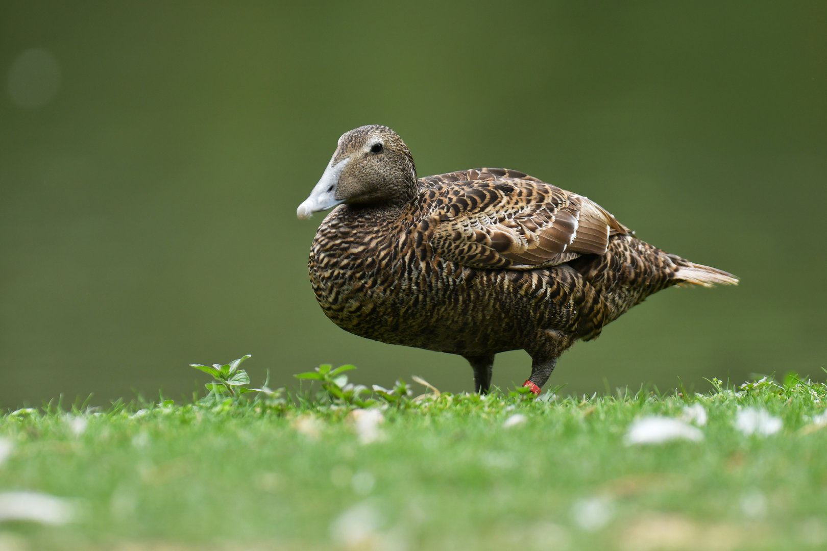 Common Eider Somateria mollissima