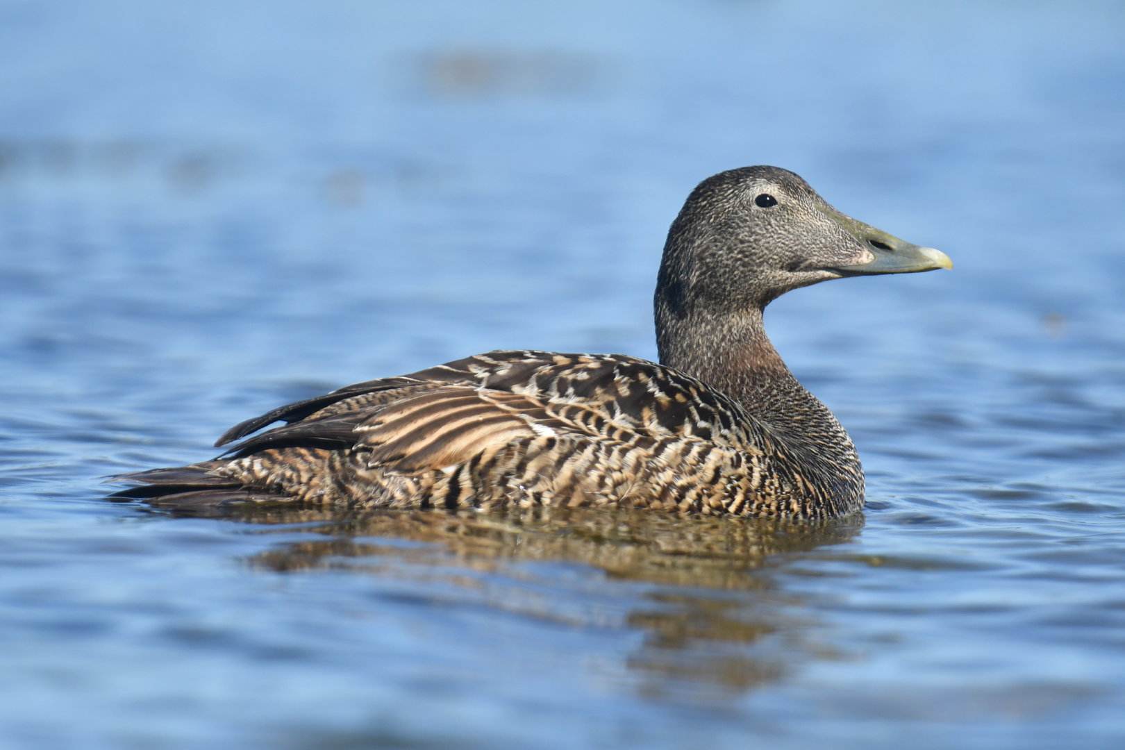 Common eider (Somateria mollissima)