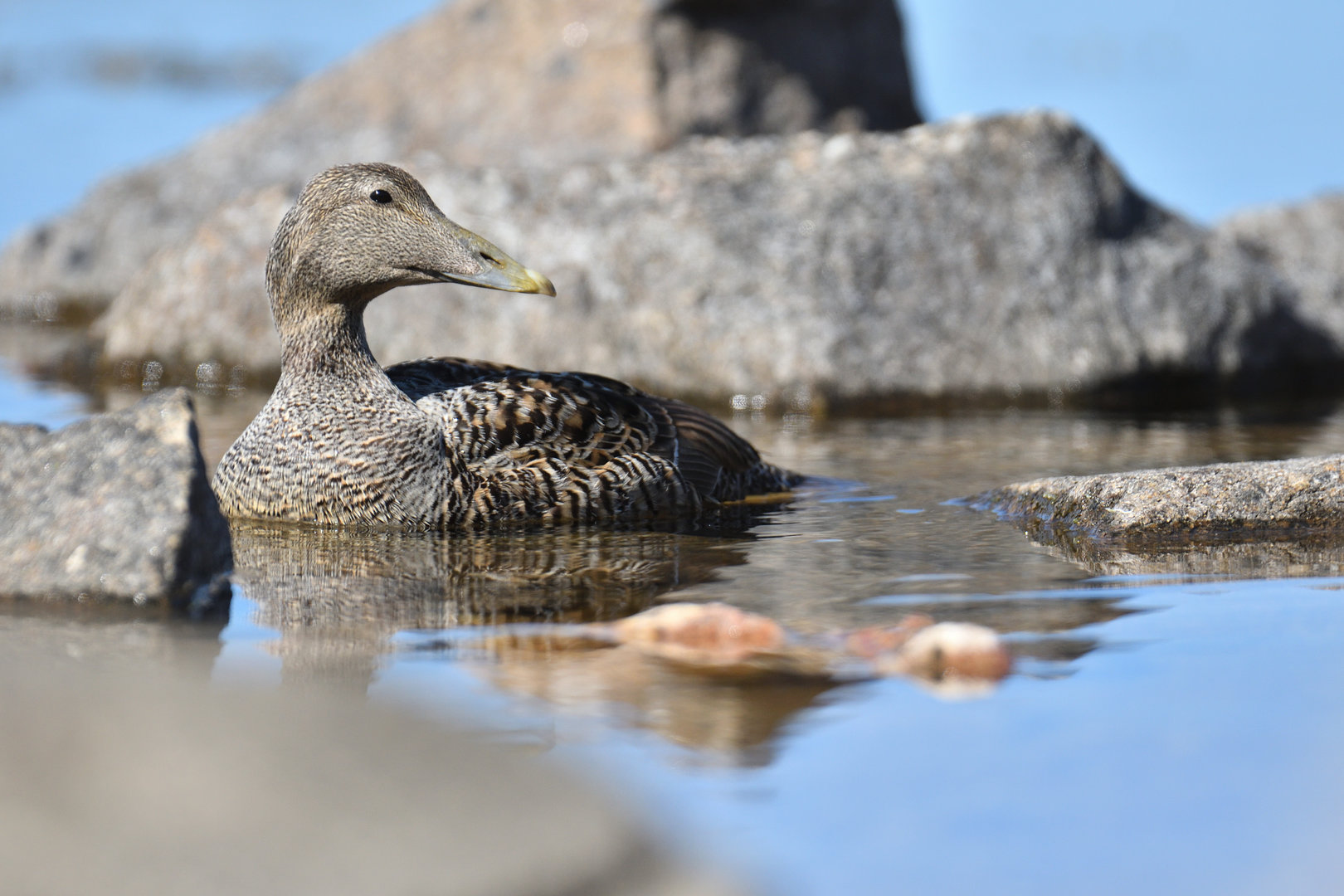 Common eider (Somateria mollissima)